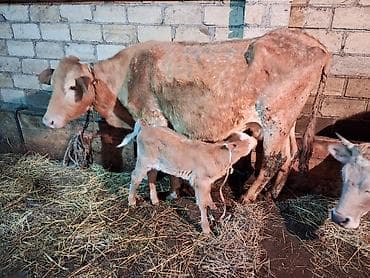 Akvariumlar: 4 ci qarın doğub 4 gündür şeves sortdur balası semetaldır süt keçen — 8