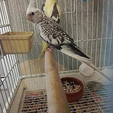 labrador iti satilir: 75 Azn
Yanaqsiz Korella 2 ayliq erkek — 3