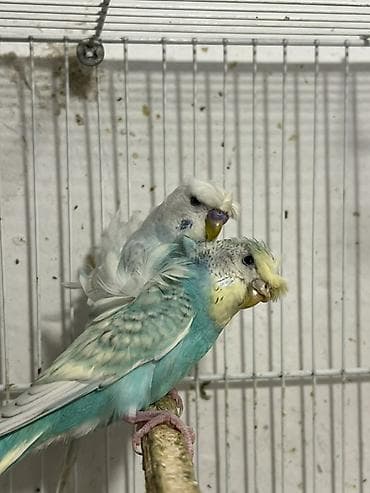 qus adlari: Hazir cut radujni(rainbow)yapones,texmini 1.5 yaw,2 defe bala — 3