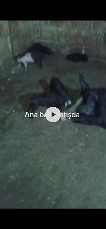 super alabay kl type 1: Ana donuz və balaları donuz satışı - Növ: Donuz (ana + balalar) - — 6