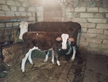 smental inekler: Satılır: inək və balası (dana) - Cins: südlük-ətlik istiqamətli — 1