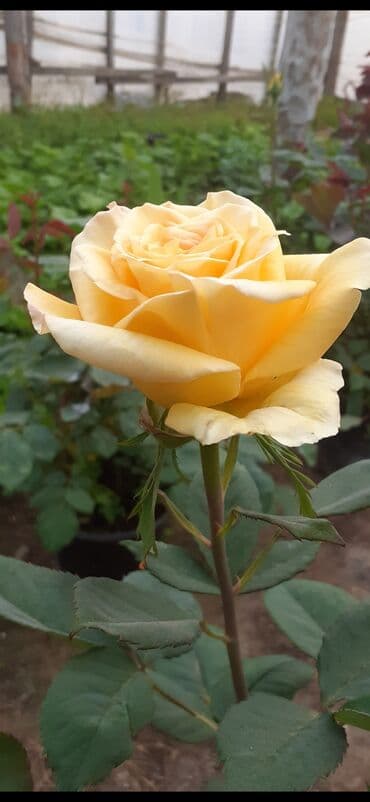 gul adları azərbaycan: Məhsul: Gül kolları (gül fidanları) Təsvir: soyuqa davamlı 2 azn 3 — 6