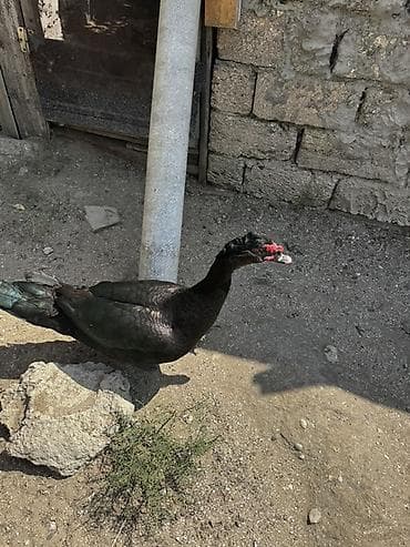 karella quş: Lal ördek, Amerikan sortu Erkek təmiz qan satılır — 2