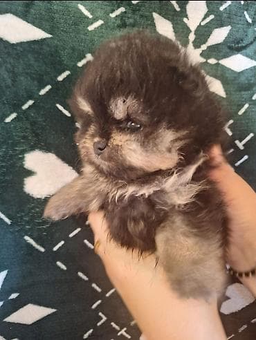 itler pikines type 1: Şpitz, 2 ay, Erkek — 5