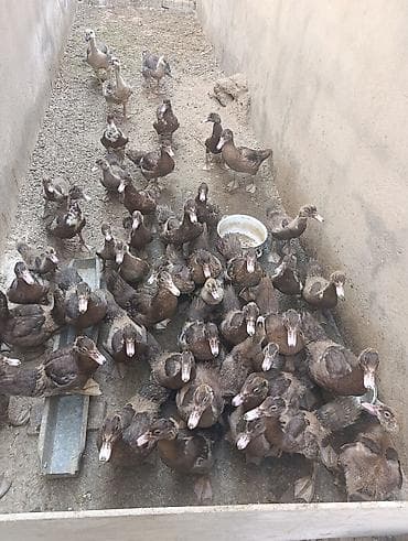 Ördəklər: Muscovy (indoutka) ördəkləri – müxtəlif yaş qrupları - Cins — 3