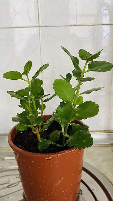 son zeng gulleri: Kalanxoe (Kalanchoe blossfeldiana) – saksı bitkisi - Rəngli, çoxlu — 5
