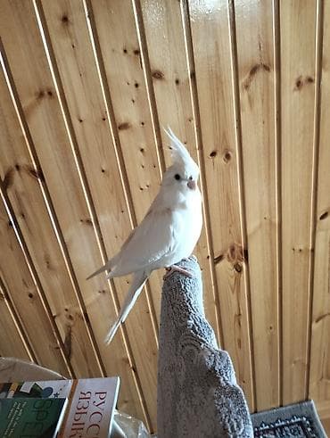 самуин ван: Növ: Nimfa tutuquşusu (Cockatiel), albino/lutino-ağ rəng Rəng: Tam ağ — 2