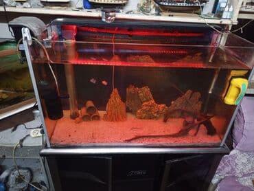 фильтр для аквариума: Akvaryum komplekti – şkaflı, sump filtrasiyalı - Şəffaf ön və yan — 5