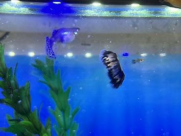 rottweiler satış: Sülhsevər, Ödənişli çatdırılma — 8