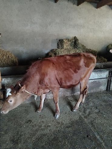 quzu satisi: Satışda: qırmızı rəngli dişi dana Xüsusiyyətlər: - Süd və ət — 5