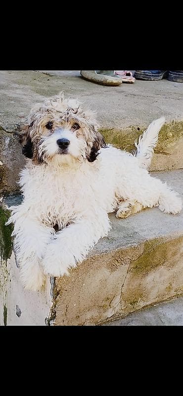 piknes itleri: Peyvəndli — 2