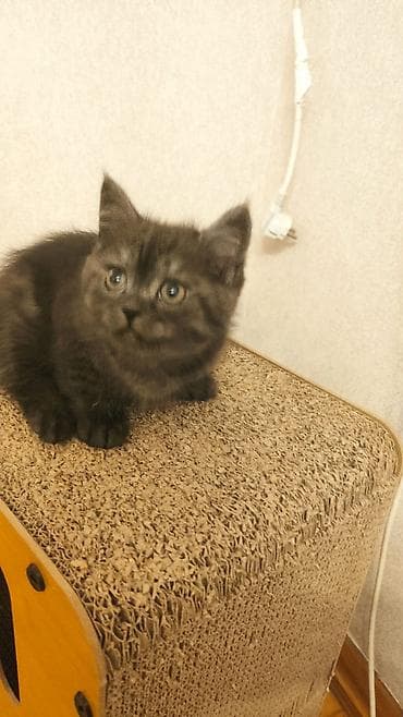 bengal pişiyi: Britan — 3