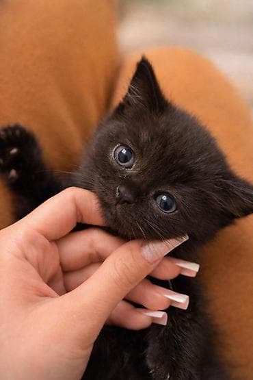 pişik eşyaları: Erkək, Dişi — 2