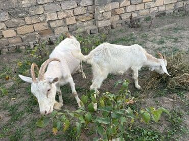 электрическая машинка для стрижки овец: Ağ rəngli 2 baş keçi dəsti - Növ: yerli süd/ət istiqamətli keçilər - — 4