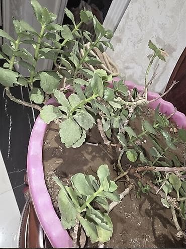 qadin xosbextlik gulu: Kalanxoe bitkisi 2 eded boyuk dibceklerde. Azi 7-8 illikdir — 1