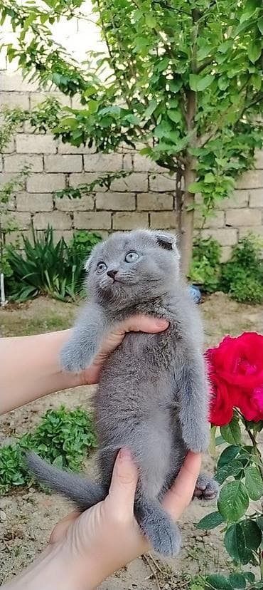 sotland pişik: Şotland — 2