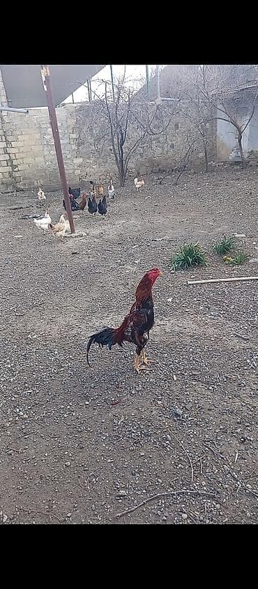 beca xoruz: Xoruz, il: <1, Ünvandan götürmə — 2