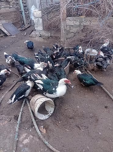 Другие с/х животные: Tam sağlam veayalı zümrüdü lal ördekler satılır.15-manatlıq olandan — 8