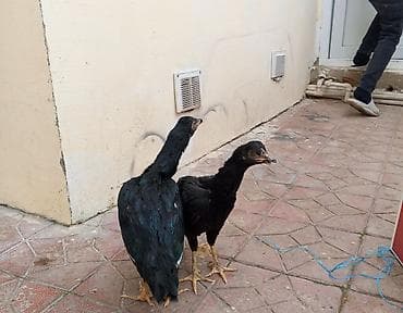 toyuq setkası: Toyuq, Damazlıq — 3