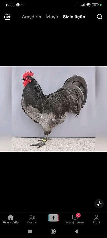 Digər kənd təsərrüfatı heyvanları: Avstroliup xoruztoyuqlar və Hind quşlari Amerkan Bronz Big 6 sortlar — 7