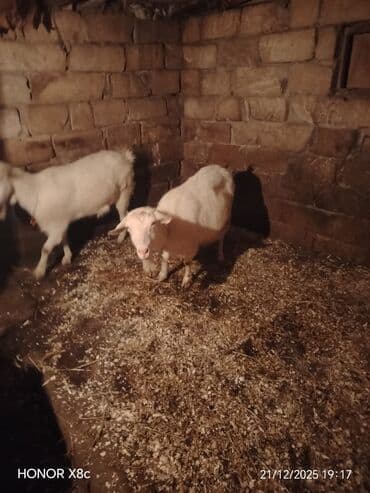 Toyuqlar: Qiymət cütünə ayıdır cütü 650 manata sani boğaz keçilər di isteyen — 2