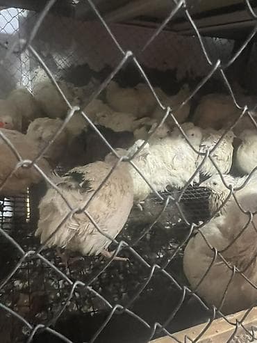 balaca cucə: Toyuq cücələri, Ətlik — 1