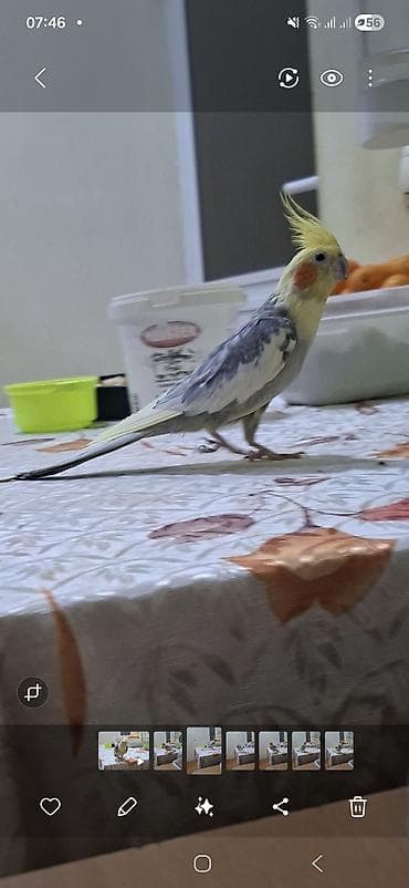 Gəmiricilər: Korella erkəkdİ Qəfəslə birgə satılır Qiymət sondu üz vurmayın — 1