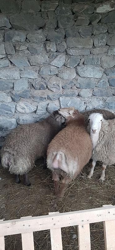 Atlar: Satışda: qoyun sürüsü - Növ: yerli ətlik-südlük qoyunlar - Say: bir — 3