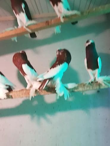 ramanov qoyun satisi: Pişiklər — 3