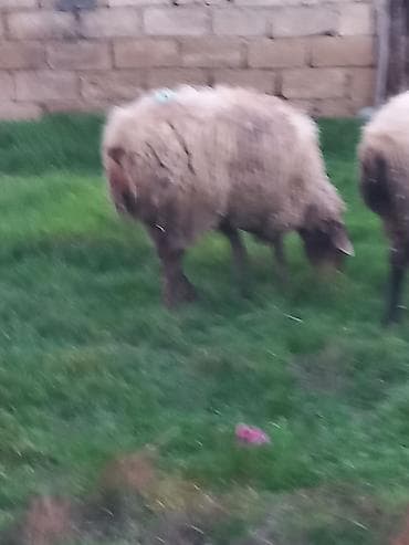 Qoyunlar satılır 4dənədi hamsı cavan sağlam heyvanlardır hamsı