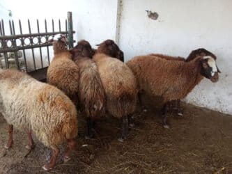 Коровы, быки: Elan başlığı: 7 boğaz qoyun satılır Təsvir: - 7 ədəd boğaz (hamilə) — 4