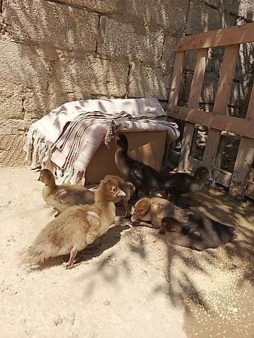 it sat: Dişi, | Macar, Ətlik, Ödənişli çatdırılma, Ünvandan götürmə — 1