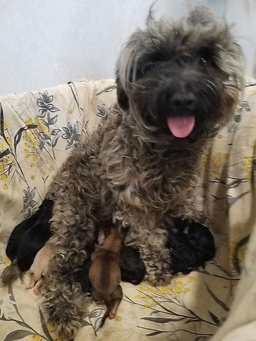 en ucuz itler: 1 ay, Erkek, Ödənişli çatdırılma — 3