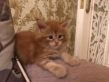pişik cinsleri: Продаются котята чистокровные майнкуны. возраст 1,5 месяца. К горшку — 2