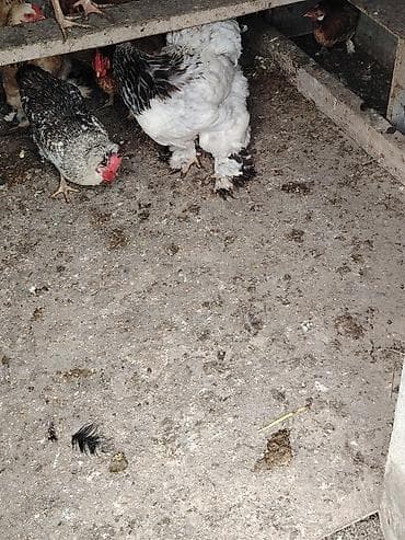 toyuq quba: Toyuq, Brama, Damazlıq — 4