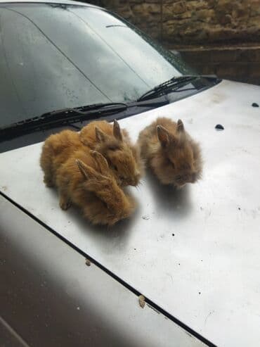 dovşan adları: Dovşan balaları satilir ünvan Bülbülədə yerləşir qırmızı balalar — 3