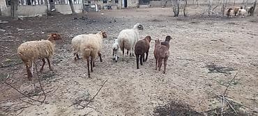 qoyun quyrugu: Tək tək satiş var.Yanı balalılar, 4 ana 4 bala.Razılaşma olacaq.Ciddi — 6