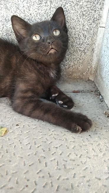 dişi it adlari: Sahibləndirilir. 2 aylıqdır — 2