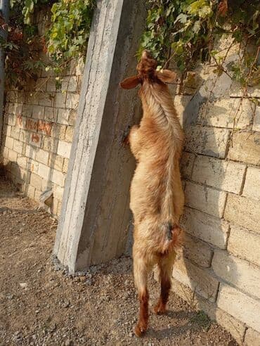 atla eşşəyin cütləşməsi: Teke satlir 0552905517 — 2