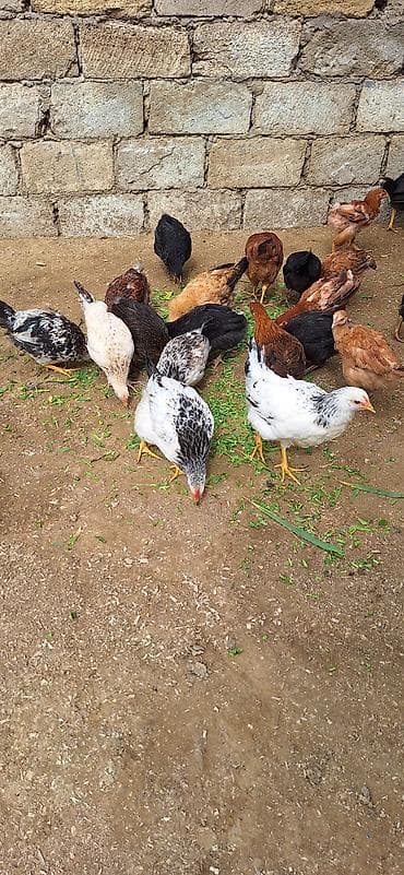 cücə yemi: Toyuq cücələri, Damazlıq, Ödənişli çatdırılma — 7