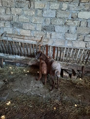 quzu: Məhsul: Qoyun və quzu cütlüyü Təsvir: - Şəkillərdə ana qoyun və onun — 2
