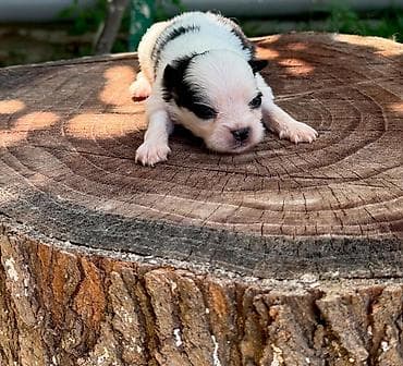 qız it adları: Şpitz, 1 ay, Dişi — 4