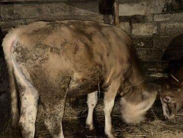 heyvan bazari inekler: Теленок, Самец, месяцев: 1, 105120 кг, Для мяса, Самовывоз — 2