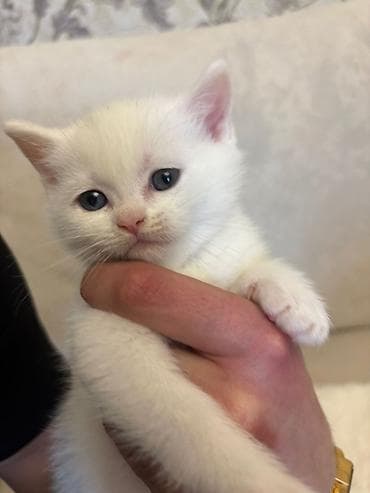 heyvan geyimi: Britan, Erkək, Dişi, Yaxşı əllərə, Pulsuz çatdırılma — 2