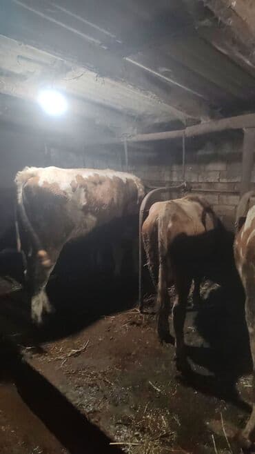 dana qiyməti xaçmaz: Erkək, Simental, il: 3, 550 kq, Damazlıq, Ətlik, Ödənişli çatdırılma — 3