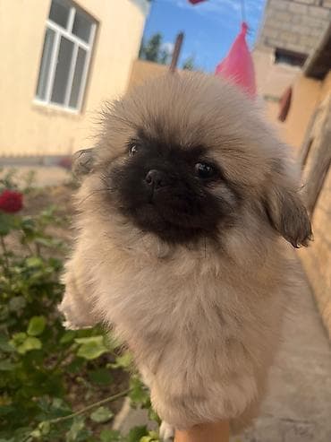 it satislari: Pekines, 2 ay, Dişi, Peyvəndli, Rayonlara çatdırılma — 4