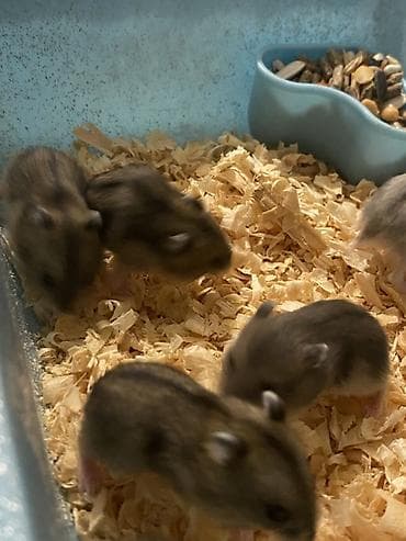 yem qabı: Dwarf hamsterlər – ev heyvanı - Cırtdan/dwarf hamsterlər (bir neçə — 7