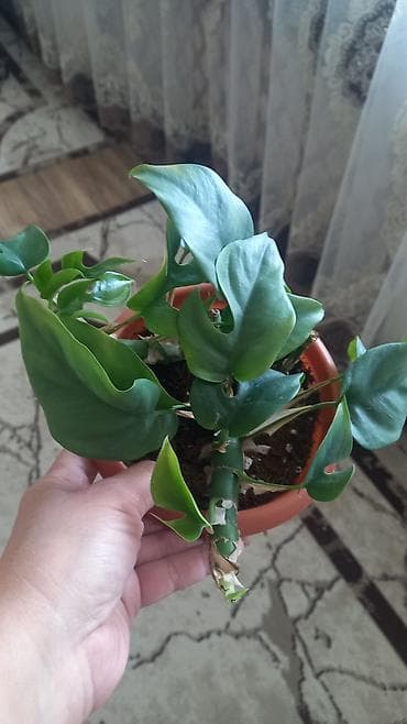 ev gülleri ve adlari: Otaq bitkiləri seti – müxtəlif nadir sortların şlam və balaca — 7