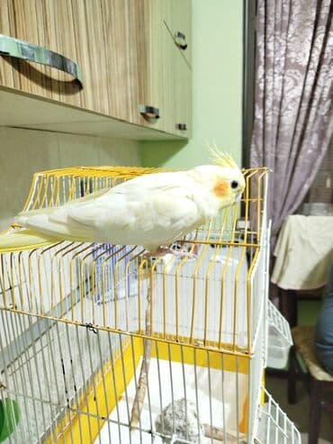 Dişi korella qefesle birge satilir Xüsusiyyətlər: - Sakit və lalafo.az -da — 1 Dişi korella qefesle birge satilir Xüsusiyyətlər: - Sakit və — 1