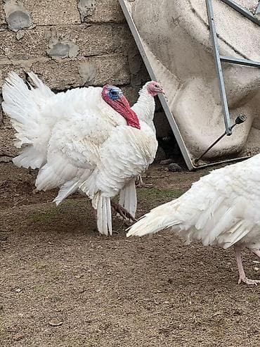 Quşlar: Hinduwka mayali yumurtalari Məhsul: Ağ hinduşka (erkək) GoRduYuNuZ — 2